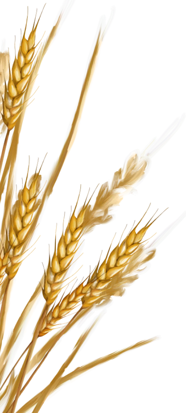 grains-image