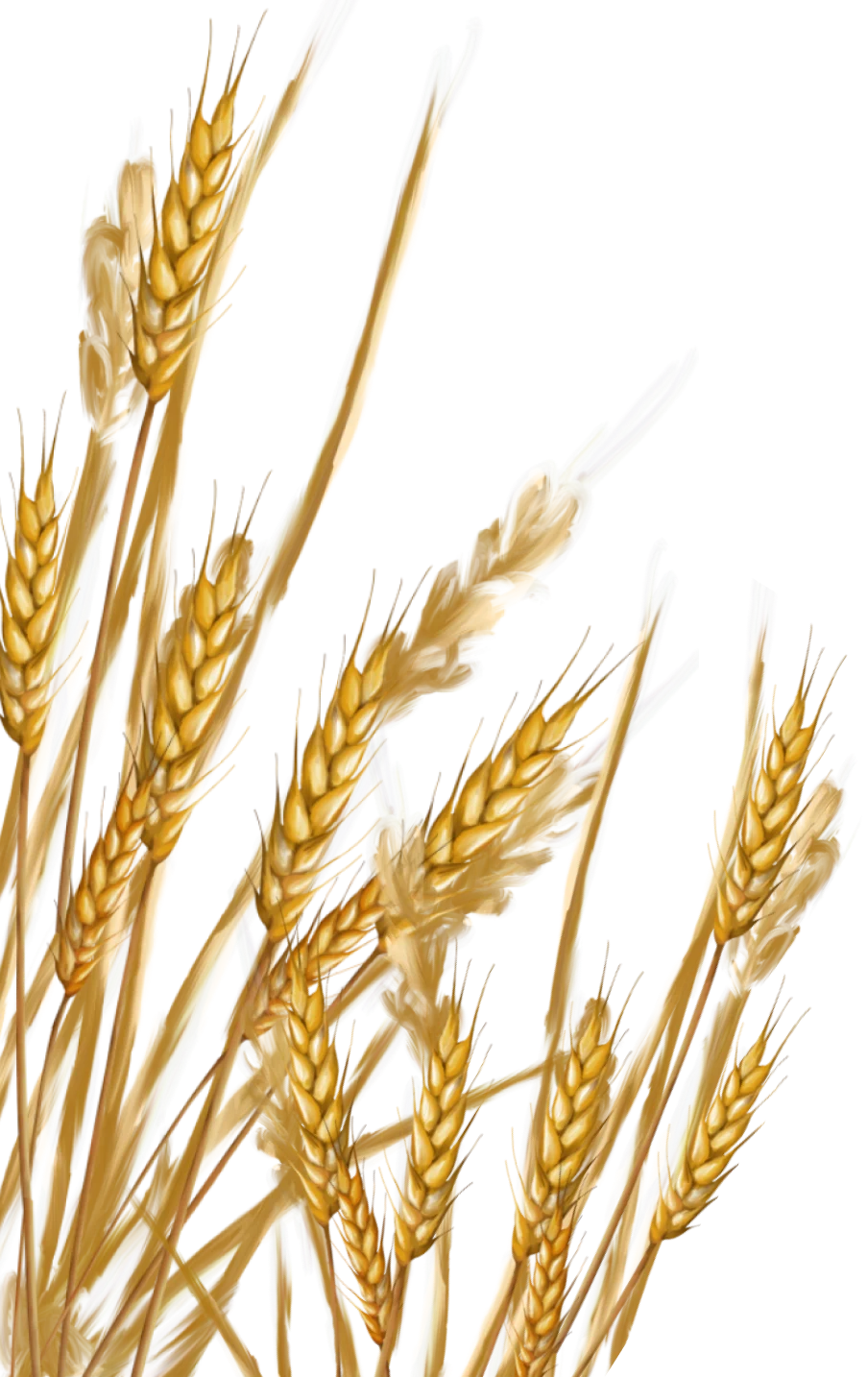 grains-image