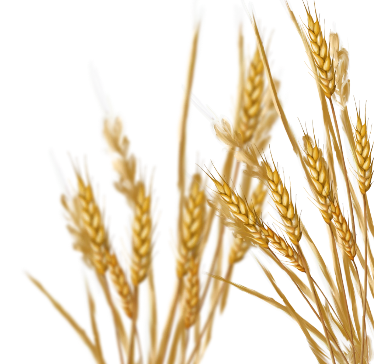 grains-image